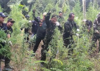 BNN Musnahkan 16.000 Batang Ganja di Aceh Utara