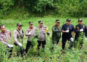 BNN Musnahkan Tujuh Ton Ganja Siap Panen di Aceh